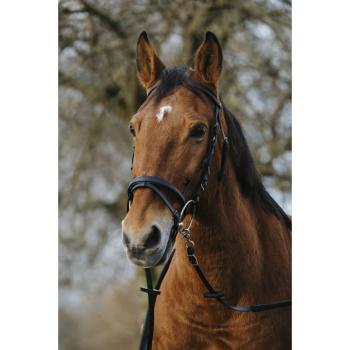 norton-training-bridle.jpg